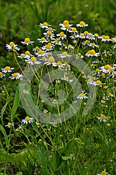 Camomile pharmaceutical very useful plant