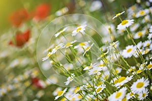 Camomile and poppy flower in meadow