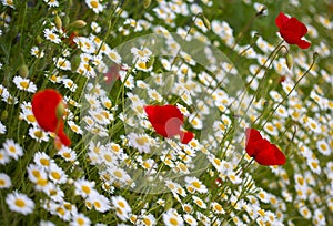 Camomile and poppy flower in meadow