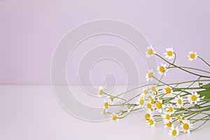 Camomile small group set isolated on white background