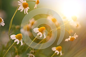 Camomile in the sunshine