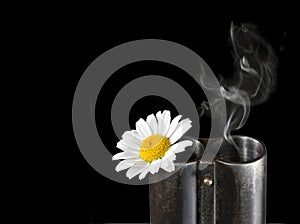 Camomile in a trunk of a fowling piece photo