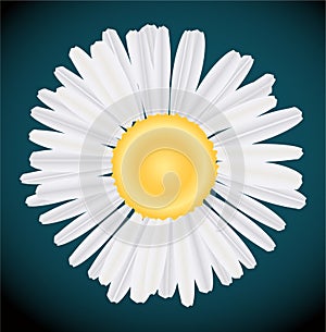 Camomile vector