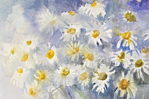 Camomile watercolor background