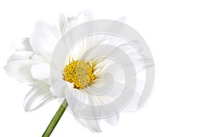 Camomile on white background