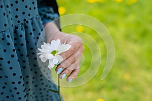 Camomile in women`s hands close-up