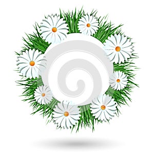 Camomile wreath isolated on white background