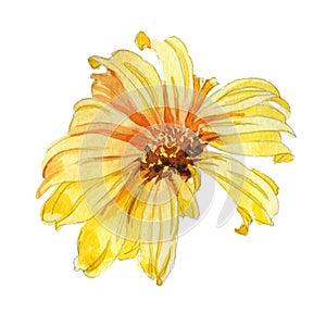 Camomile yellou flower, hand drawing watercolor illustration