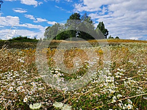 camomileherbs and flowers in the meadow in natural wild sunshine Masuria day Poland