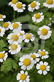 Camomiles daisywheels