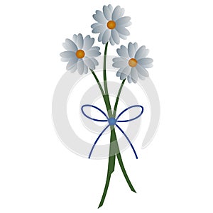 Camomiles. Delicate bouquet of white flowers. Colored vector illustration. Isolated background. Snow-white daisies. Flat style. Fl