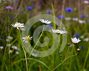 Camomiles flowers