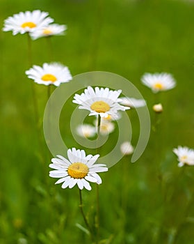 Camomiles flowers