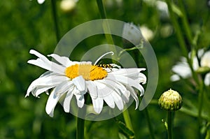 Camomiles growing.