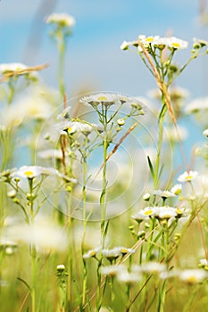 Camomiles on the meadow photo