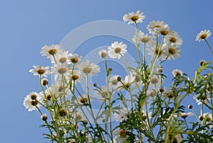 Camomiles over blue sky