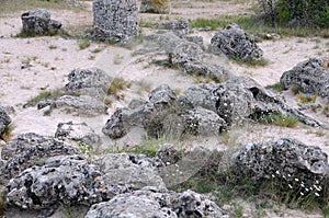 Camomiles in the sand in the Stone Forest