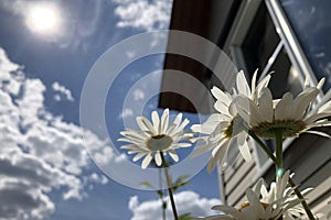 Camomiles at sunny day against background of blue sky and village house. Camomile daisy flowers