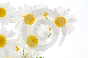 Camomiles on white