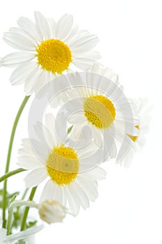 Camomiles on white