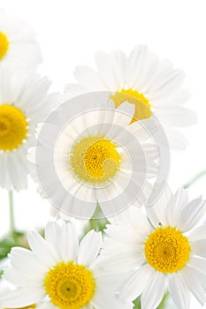 Camomiles on white