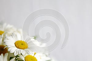 Camomiles on a white background. Daisies