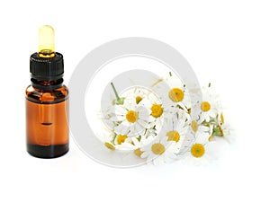Camomille essential oil
