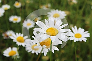 Camomille flower. photo