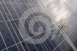 Camomille flowers growing through solar panel. Ecological friendly electricity generation.