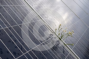 Camomille flowers growing through solar panel. Ecological friendly electricity generation. photo