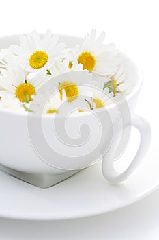 Camomille tea photo