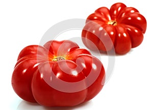 Camone Tomatoes, solanum lycopersicum, Vegetable against White Background