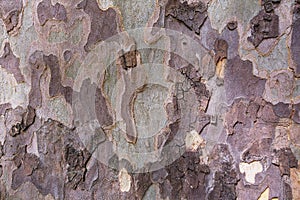 Camouflage background of texture of American Sycamore Tree bark