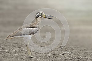 Camouflage brown with large eyes and sharp big beaks standing on clear dirt field expose to soft sunlight, Great thick-knee