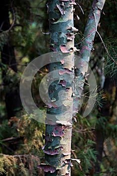 Camouflage Camo real tree