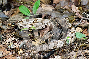 Camouflage Canebrake Timber Rattlesnake