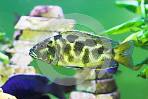 Camouflage colorated predator fish