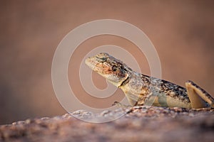 Camouflage of a common agama, red-headed rock agama, Agama agama - Hyderabad, India