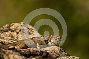 camouflage of a garden lizard on a rock in nature