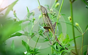 Camouflage garden lizards. Close up chameleon details