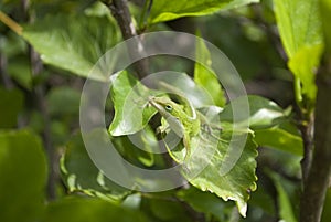 Camouflage: Green Anole, Carolina Anole