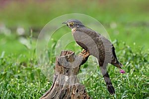 Camouflage grey bird, Large hawk-cuckoo Hierococcyx sparverioides perching on dried log among green plants and  pink