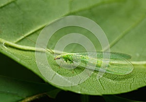 Camouflage lacewing