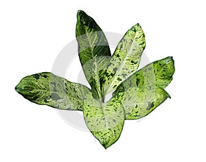 Camouflage leaf cut out on white background