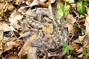 Camouflage of nose horned viper in natural habitat