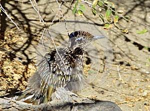 A camouflage roadrunner under a tree