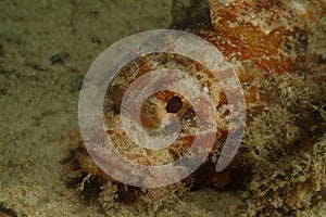 Camouflage Scorpionfish, Mabul Island, Sabah