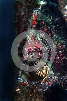 Camouflage Stonefish, Mabul Island, Sabah