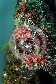 Camouflage Stonefish, Mabul Island, Sabah