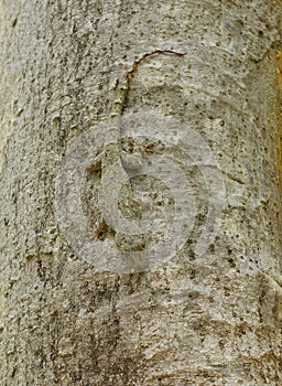 Camouflage of a Tree Gecko